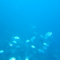 Grenada Submarine5